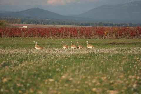 Aves en el campo