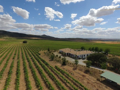 Viñedos desde el aire