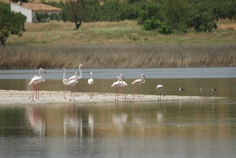 Flamencos en un humedal del entorno